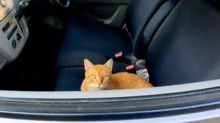 【今週の感動猫動画】今週撮った短い未公開動画まとめて公開-unreleased video of this week-2023/9/4w【感動猫動画】