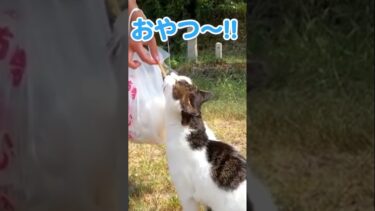 おやつのためにお利口さんにしている猫が可愛すぎる#shorts【感動猫動画】