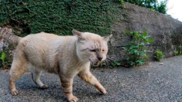 猫島の重鎮猫「今から隣町の餌場に行くんで付いてこい。オマエも食わしてやるよ」【感動猫動画】