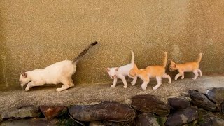 猫島の路地裏の猫家族【感動猫動画】