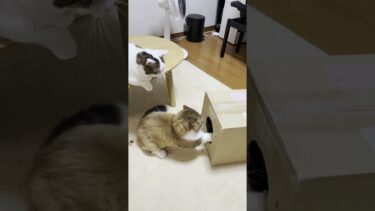 オヤジは何をやってんの？【ひのき猫】