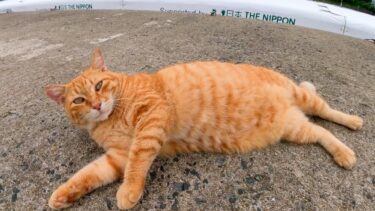防波堤の猫ちゃん、ゴロンゴロン横になって撫でられる【感動猫動画】