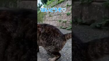 お尻をポンポンしてほしい猫のねだり方がかわいい#shorts【感動猫動画】