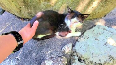 懐かなかった黒白猫をそっと撫でたら死ぬほど可愛い鳴き声で鳴いて喜んだ🤧【CuteWoo】
