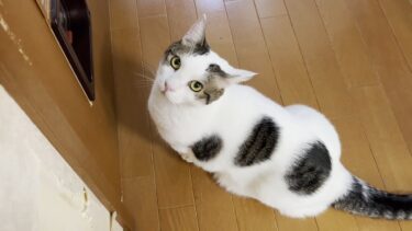 ETCと勘違いしている猫【ひのき猫】