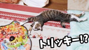 ねこじゃらしがトリッキーな動きすると猫もトリッキーになる件☆キャッチミーイフユーキャンが大好きな我が家の猫達【リキちゃんねる　猫動画】 キジトラ 猫のいる暮らし