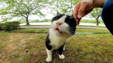 逃げるのかと思ったらただ後ろ向いただけだった公園の猫【感動猫動画】