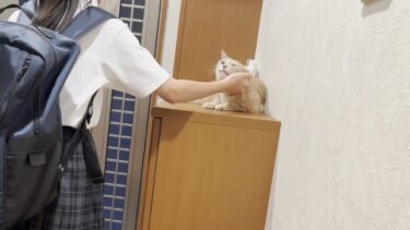 みんなの帰りを玄関で待っている猫【ひのき猫】