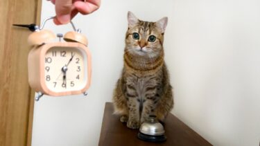 目覚ましよりも早くベルで叩き起こされました…！【ポムさんとしまちゃん / ねこべや】