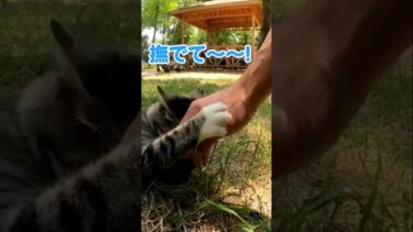 こうやって撫でるのぉー！😾【感動猫動画】