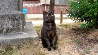 神社のよく喋る黒猫ちゃん、今日は石碑の後ろに隠れていた【感動猫動画】