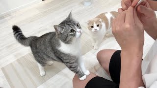 飼い主に自分のおやつを食べられたときの猫たちの動揺がかわいすぎたw【もちまる日記】