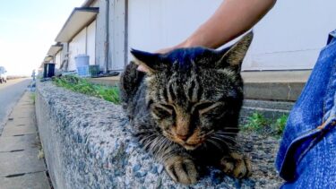 猫島で海沿いの道に座ると猫が駆け寄ってきた【感動猫動画】