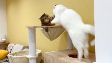 上下関係を分からせようとして返り討ちにあう猫【ポムさんとしまちゃん / ねこべや】
