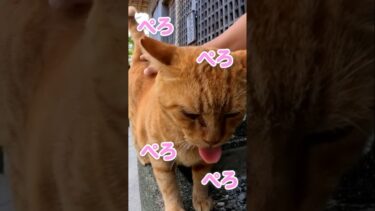 ペロペロが止まらない猫#shorts【感動猫動画】