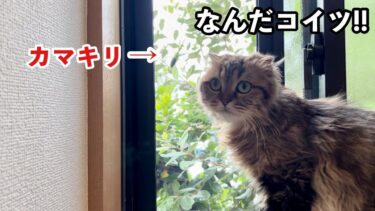 網戸にいたカマキリを見つけてしまった猫の反応がこちらです…【ちょりちゃみチャンネル】