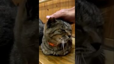 雨宿りしてるニャンズが可愛い【感動猫動画】