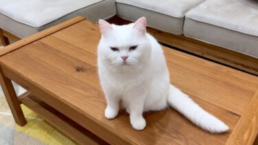 「飼い主がいない！」と大声で夜泣きしちゃう猫【ポムさんとしまちゃん / ねこべや】
