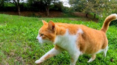 池の側の草むらで寝ていた猫ちゃんがモフられに出てきた【感動猫動画】