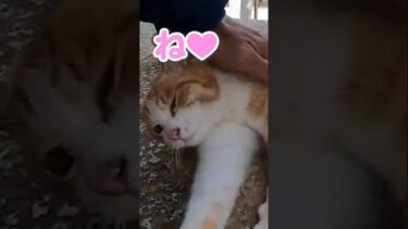 こんな引き留め方されたら……#shorts【感動猫動画】
