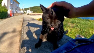 猫島で出会った黒猫ちゃん、防波堤に座ると隣に座ってきてカワイイ【感動猫動画】