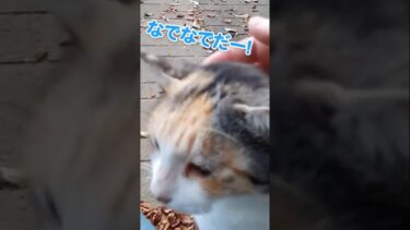 猫が密集してます【感動猫動画】