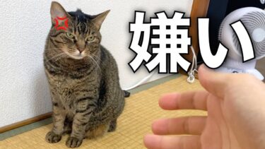 何年も一緒にいるのに飼い主に全く懐かない猫…【てん動画】