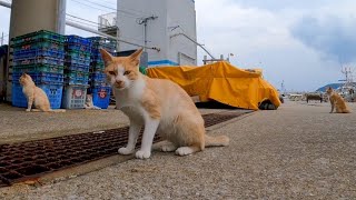 漁港では猫の集会が行われていた【感動猫動画】