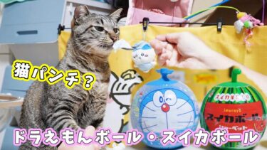 予想と違ったドラえもんボール☆猫パンチ未遂連発なガーちゃんスイカの妖精になる？スイカボールのフタで遊ぶ　【リキちゃんねる　猫動画】 キジトラ 猫のいる暮らし