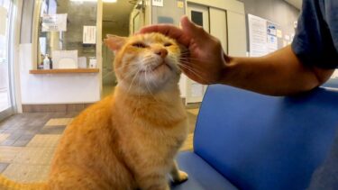 雨の日は切符売り場で雨宿りする猫を撫でる【感動猫動画】