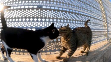 防波堤にいたキジトラ猫を撫でると三毛猫とハチワレ猫もやってきた【感動猫動画】