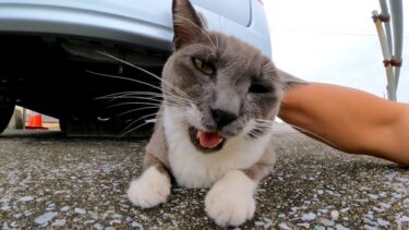 車の下にいた猫を撫でると鳩みたいな声で鳴いてカワイイ【感動猫動画】