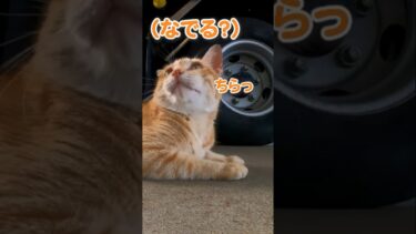 キュートな猫に遭遇した【感動猫動画】