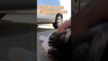 「しょうがにゃいから構ってあげるにゃ…」#shorts【感動猫動画】