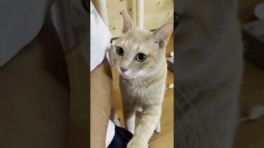 ごはんを催促してきたのに・・・？【ひのき猫】