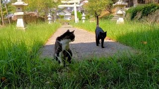 神社で休んでいたら猫が集まってきた【感動猫動画】