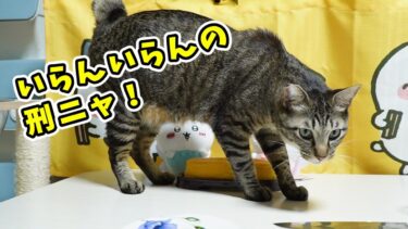 見つかると大変！突然始まる猫の『いらんいらんの儀式』☆今回はママのおやつが餌食にｗ　砂かけ行動がしつこすぎるガーちゃん　【リキちゃんねる　猫動画】 キジトラ 猫のいる暮らし