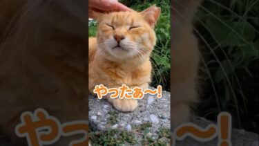 色んな性格の猫がいて楽しい【感動猫動画】