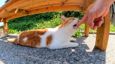 海辺のベンチの下で寝ている猫たちがカワイイ【感動猫動画】