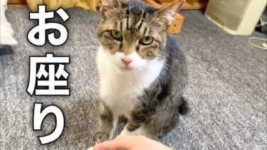 実家猫のゴンちゃんを完璧に飼い慣らしました！！【てん動画】