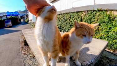 漁港近くの石のベンチに向かうと急いで駆け寄ってくる島の猫がカワイイ【感動猫動画】