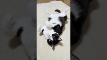 リクエストに応える猫【ひのき猫】