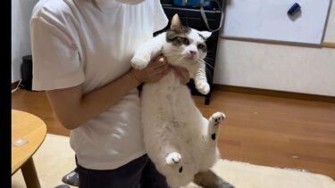 我が家の猫は個体です。【ひのき猫】