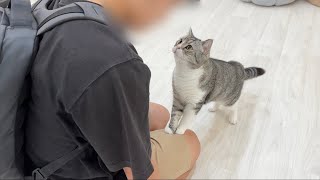 半年ぶりに大好きな弟と再会した猫の反応がかわいすぎました笑【もちまる日記】