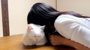 仕事に疲れた妹が猫吸いをしたら…【ポムさんとしまちゃん / ねこべや】