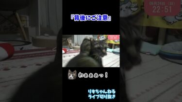 背後にご注意☆獲物を追いかけてたが自分が狙われていた猫【リキちゃんねる・ライブ切り抜き】 キジトラ 猫のいる暮らし #猫のいる暮らし #猫動画