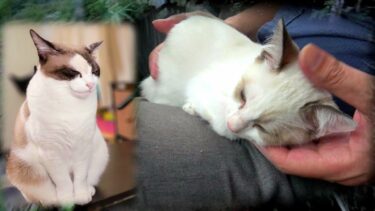 【ペポ🐈の生誕～保護５周年記念】幼少期の頃の初公開プチ映像🎉【CuteWoo】
