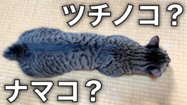 未確認生物へと擬態する猫が可愛すぎたww【てん動画】