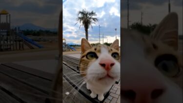 おやつ持ってるの〜！？？【感動猫動画】