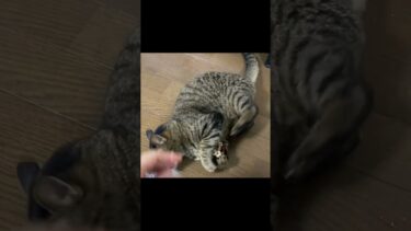 マタタビでキマってる凶暴猫を触ろうとしたら…【てん動画】